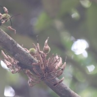 Cullenia rosayroana Kosterm.